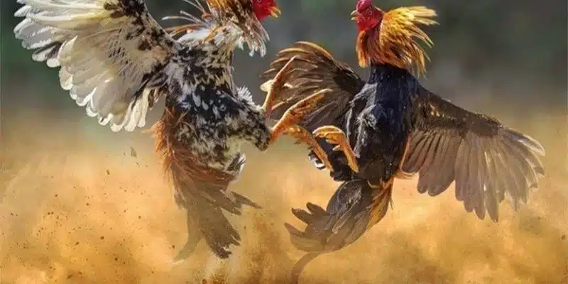Đá gà 32Win cung cấp nhiều loại hình đá gà khác nhau