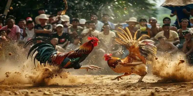 Các địa điểm đá gà Campuchia thu hút người chơi đông đảo nhất