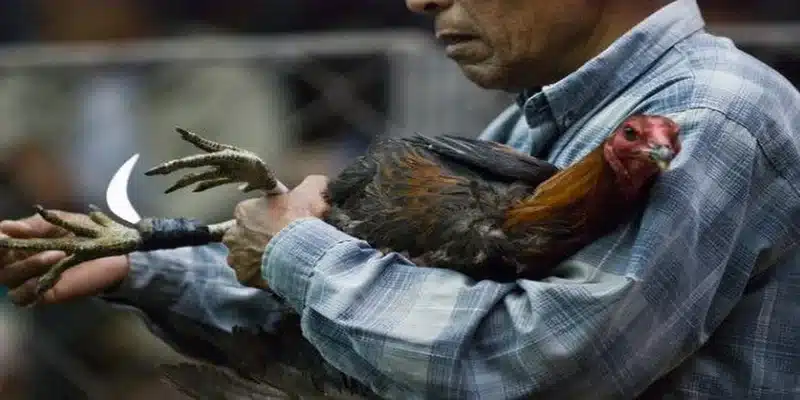 Cách giảm thiểu rủi ro khi tham gia đá gà cựa dao