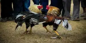 Đá gà cựa dao ảnh hưởng như thế nào đến cộng đồng?