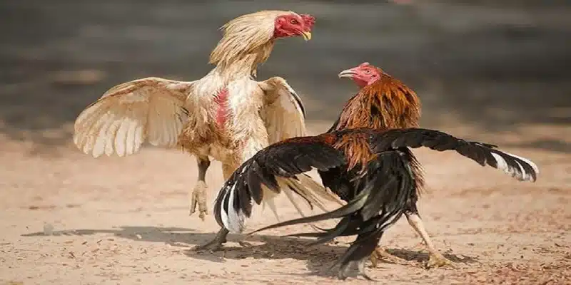 Những nguy cơ tiềm ẩn khi tham gia đá gà cựa sắt